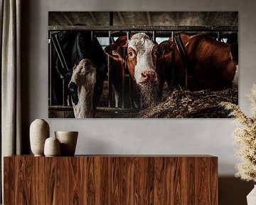 cows by Bjorn Brekelmans