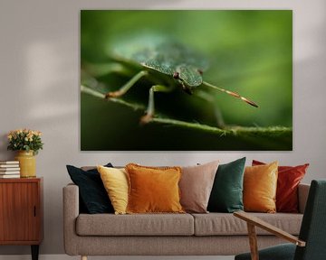 The Green Shieldbug by Jorn Veen