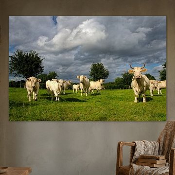 Rinder in Frankreich