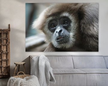 Withandgibbon diergaarde Blijdorp sur Ronald en Bart van Berkel