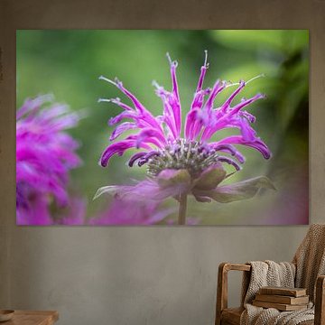 Indianernessel in violett