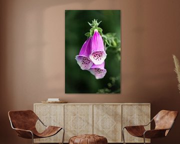 Foxglove in purple by Julia Strube - graphics