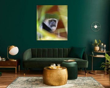 colobus monkey, Kenya by Jan Fritz