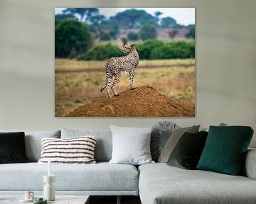 jachtluipaard, Kenia van Jan Fritz