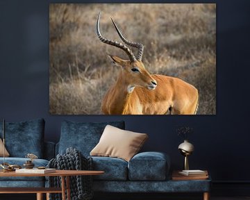 impala, Kenia van Jan Fritz