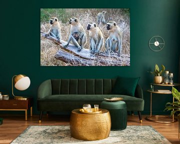 Vervet monkeys, Kenya by Jan Fritz