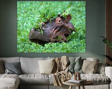 hippopotamus by Peter Geraerdts Wildlife Photography