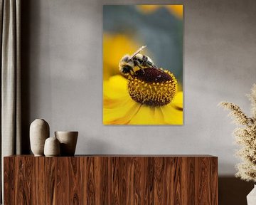 Biene auf Sonnenhut nach Regen von Pascal van Woudenberg