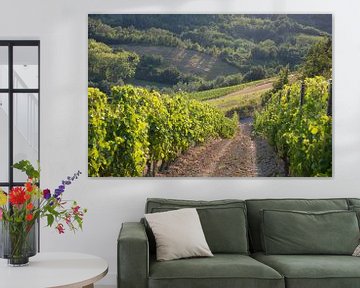 Wijnveld in Costa Vescovato, Piemont, Italie