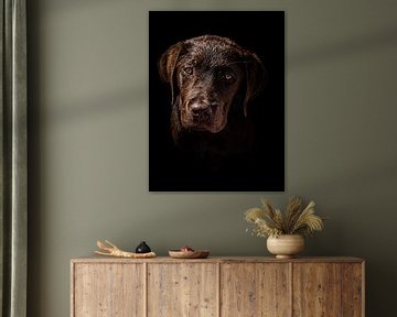 Portrait d'un labrador sur Larissa Geuke