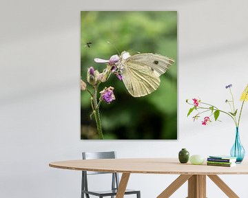 Kleurrijke vlinder van Larissa Geuke