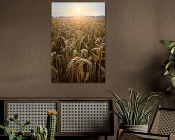 Getreidefeld bei Sonnenuntergang von Patrick van Os