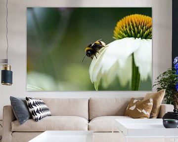 Biene auf weißer Sonnenblume von Pascal van Woudenberg