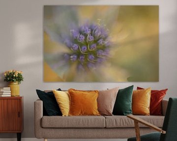 Blue sea holly by Barbara Brolsma