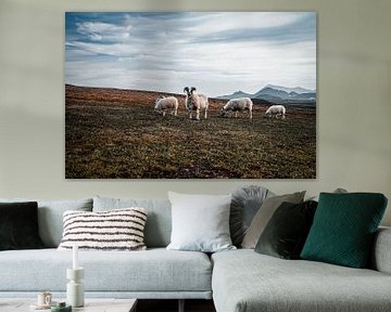 Sheep in Iceland