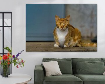Jonge roodharige kat van Marcel Kieffer