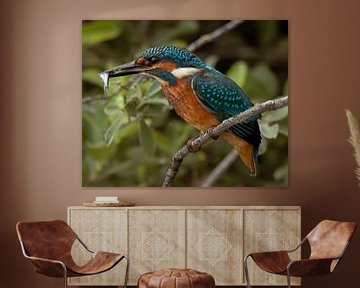 Kingfisher. by Wouter Van der Zwan