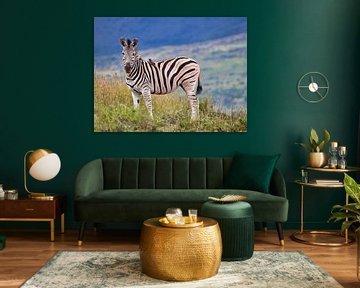 Zebra in Zuid-Afrika van HGU Foto