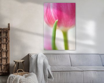 Roze tulp van Judith Borremans