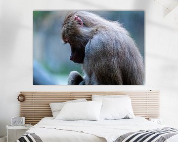 Portrait d'un singe sous la pluie. sur Gianni Argese