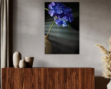 blue hydrangea caught by the incoming light by Aan Kant