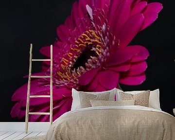 Close-up of a pink flower (gerbera). by Gianni Argese