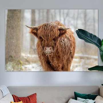 Scottish Highlander in the snow