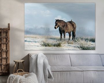 Exmoor pony met spreeuw in de winter van Maria-Maaike Dijkstra