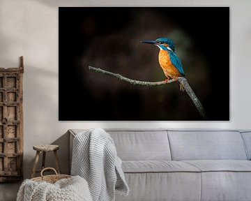 Eisvogel genießt das Leben