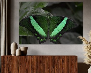 Groene Vlinder van Jeroen Stegeman