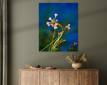 Little flowers along the water