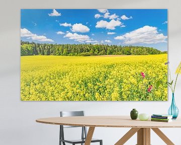 Paysage de champs de colza, plantes de colza à fleurs jaunes sur Alex Winter