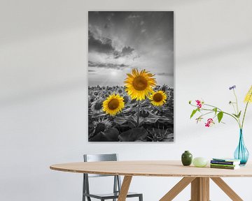 Wunderschöne Sonnenblumenblüten im Sonnenuntergang von Melanie Viola