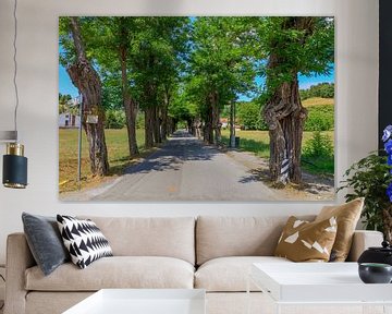 Avenue avec des arbres dans le Piémont, Italie