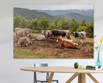 Groep koeien in heuvels van Piemont, Italie