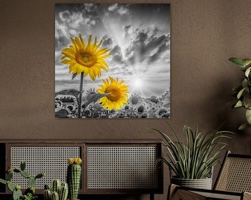 Zwei Sonnenblumen im Fokus von Melanie Viola