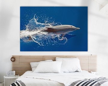 Springende dolfijn van Bob de Bruin
