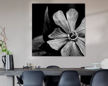 Fleur avec feuilles en forme de cœur en noir et blanc sur Arendina Methorst