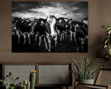 black and white cows by SchippersFotografie