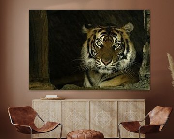 Ein Sumatra-Tiger in einem Wildpark