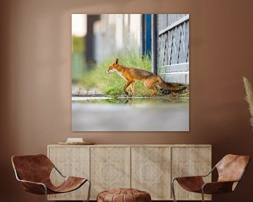 renard sur Pim Leijen