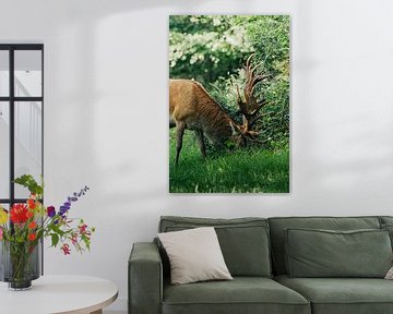 Grazing red deer on the Veluwe by Peter Boon