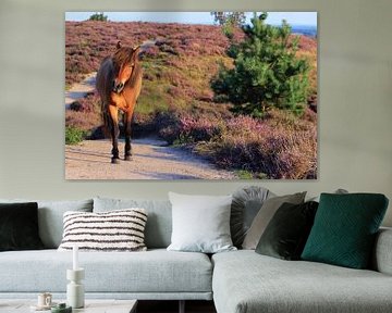 Paard op de bloeiende Posbank heide van Bobsphotography