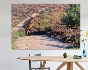 Paard op de bloeiende Posbank heide van Bobsphotography