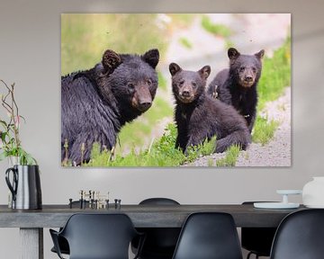 Neugierige Bärenfamilie von Olaf in Canada