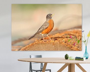 Poserend roodborstje