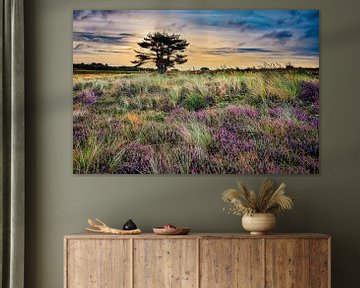 Purple heather in the dunes at a Sunrise by eric van der eijk