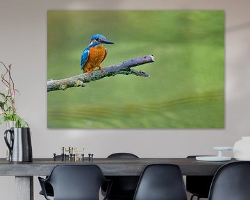 Kingfisher male sitting on a branch overlooking a pond by Sjoerd van der Wal