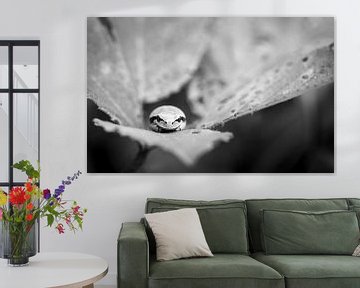 Tree warbler sleeping on a bramble leaf by Marjolein Fortuin