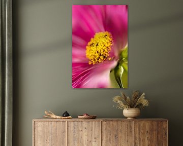 Pink Cosmos Blur van Annika Westgeest Photography